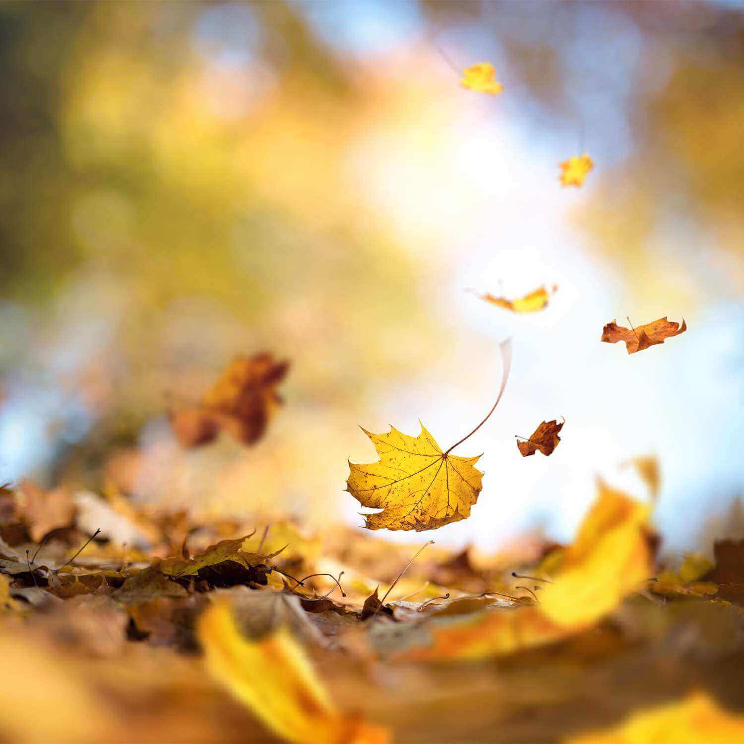 Garden Maintenance in Autumn