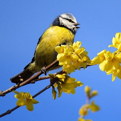 April Birdwatching: A Practical Garden Checklist