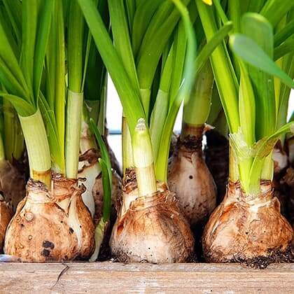 Autumn Planting & Bulbs for Spring: A Gardener’s Guide