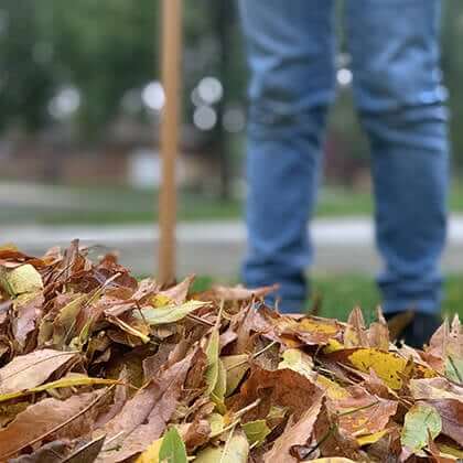 Autumn Leaf Care: Mulching, Leaf Mould & Protection for Winter
