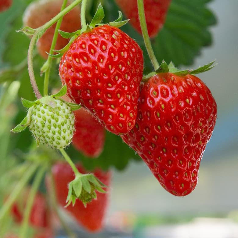 June Garden Checklist: Keep Your Garden Thriving This Summer