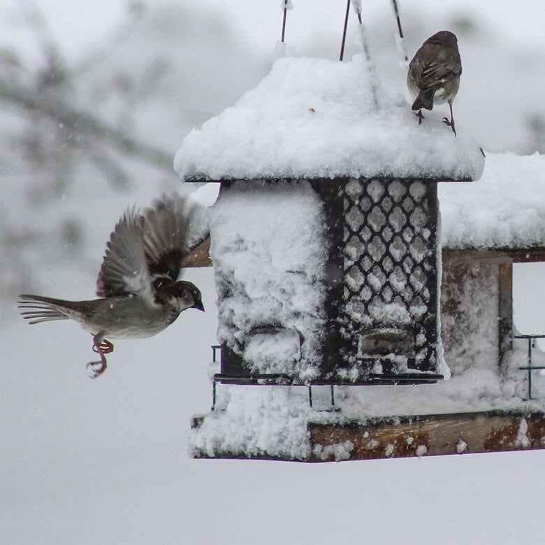How to Help Your Garden Birds Through Winter