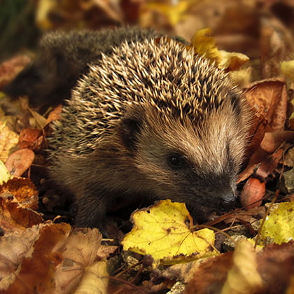 November Garden Checklist