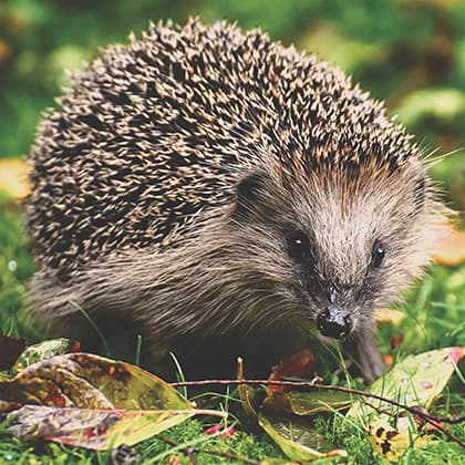 How to Care for Hedgehogs in Your Garden This Autumn