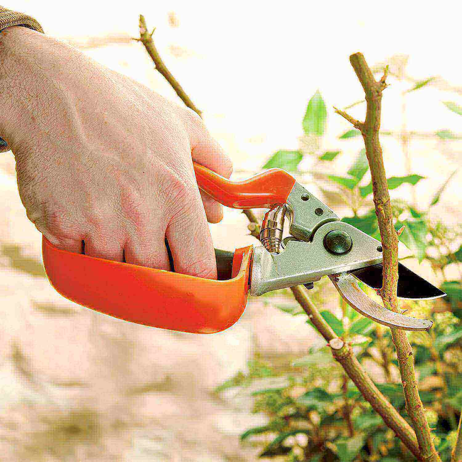 Garden Secateurs 