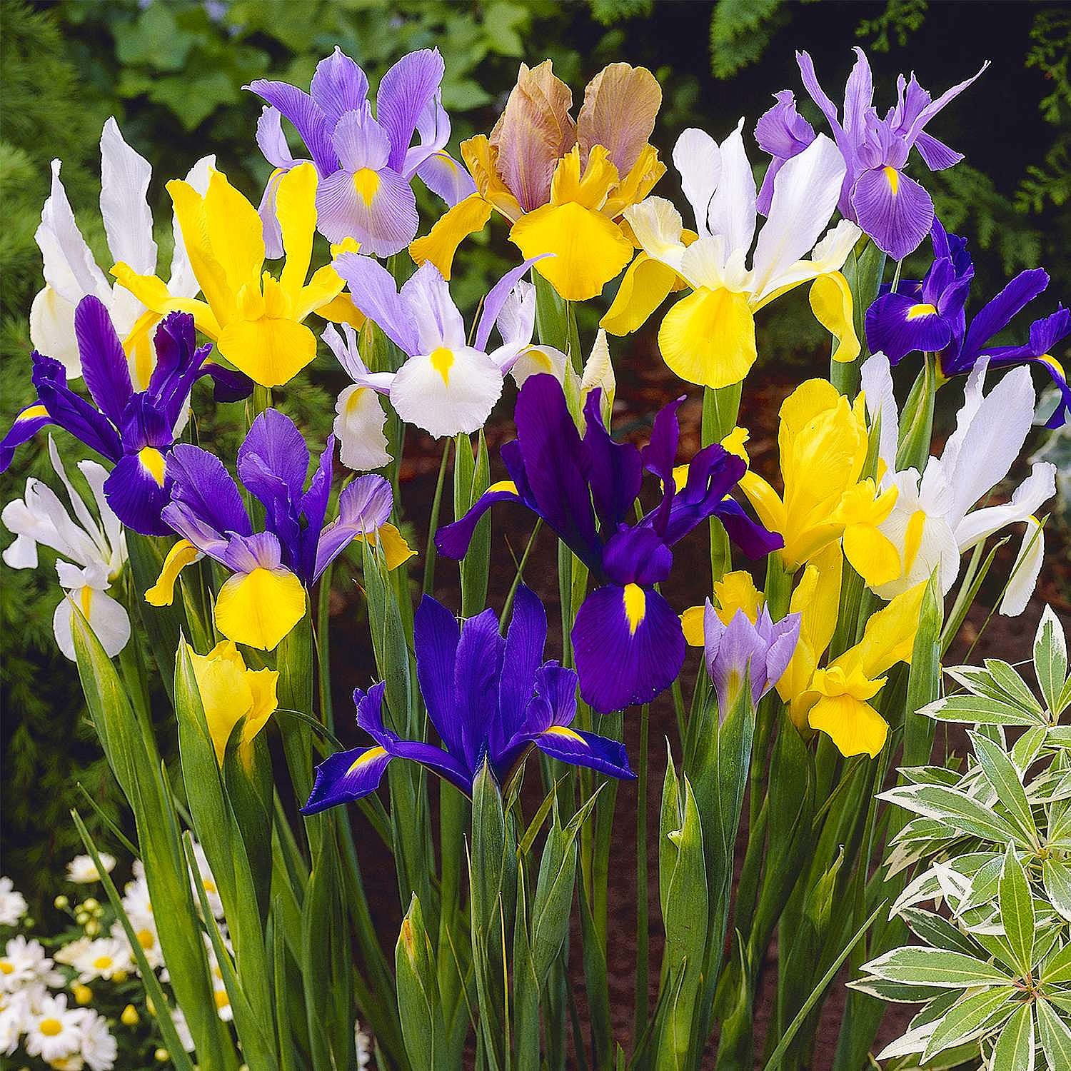 Dutch Iris Bulbs Spring Flowering 100 Bulbs Planting & Growing