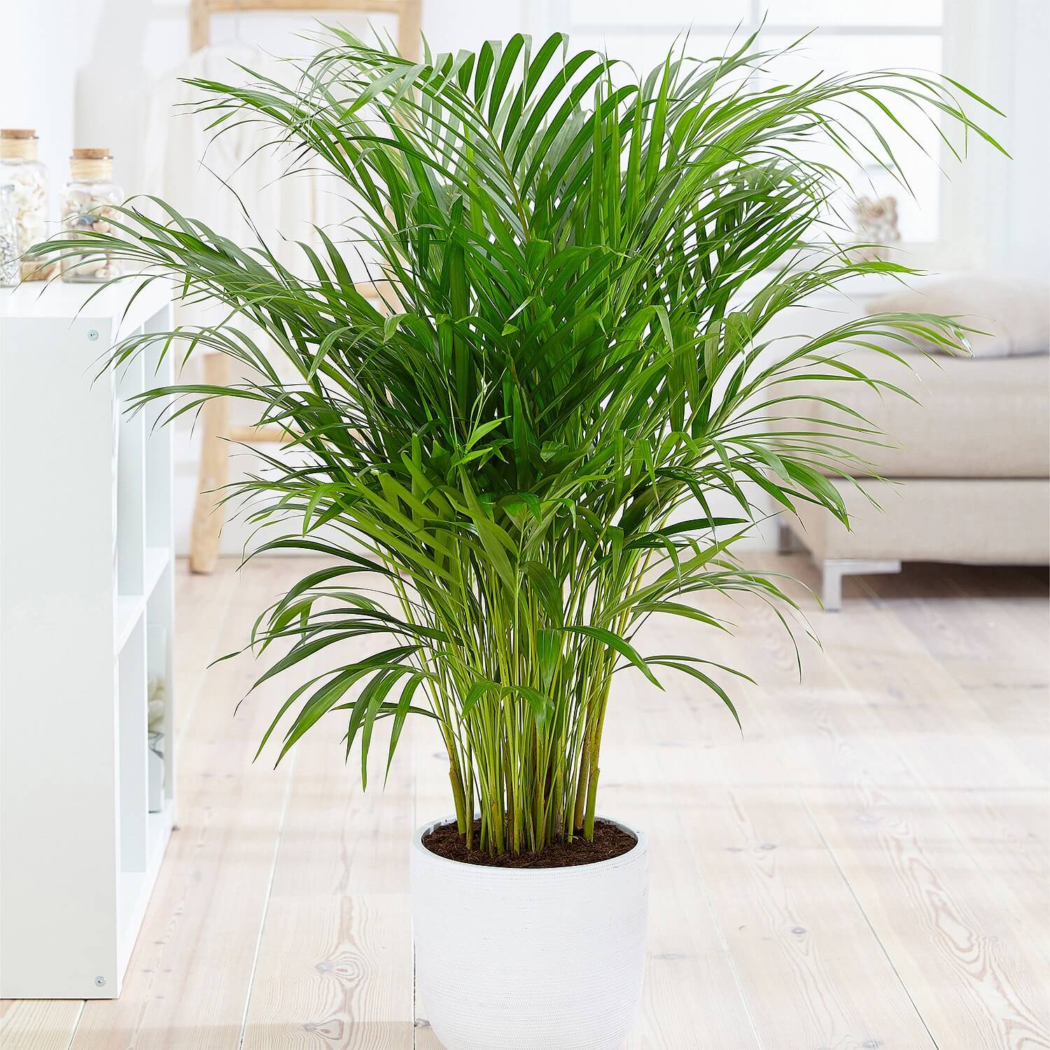 Areca Palm - Dypsis lutescens (approx 50-60cm)
