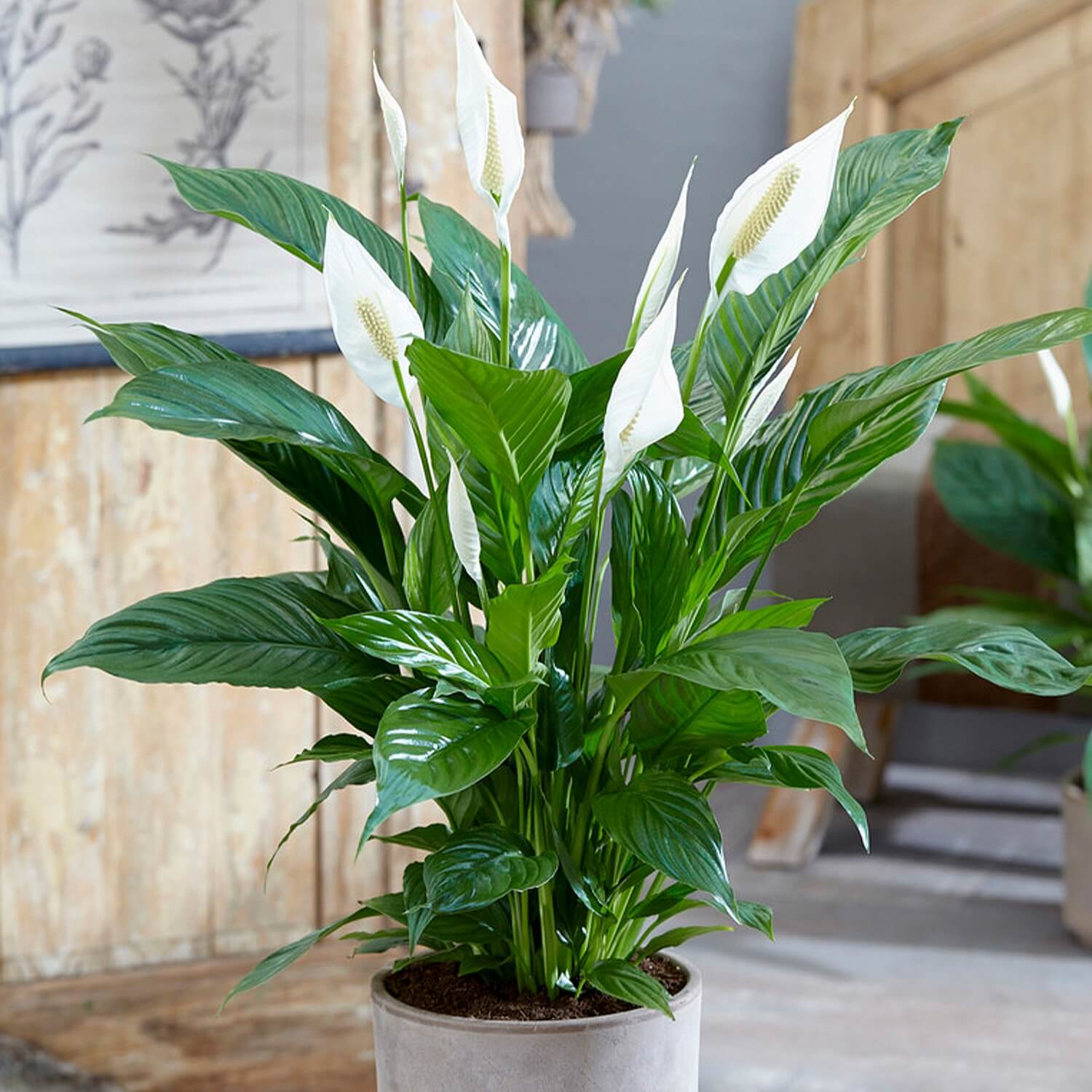 Peace Lily - Spathiphyllum 'Sweet Silver'
