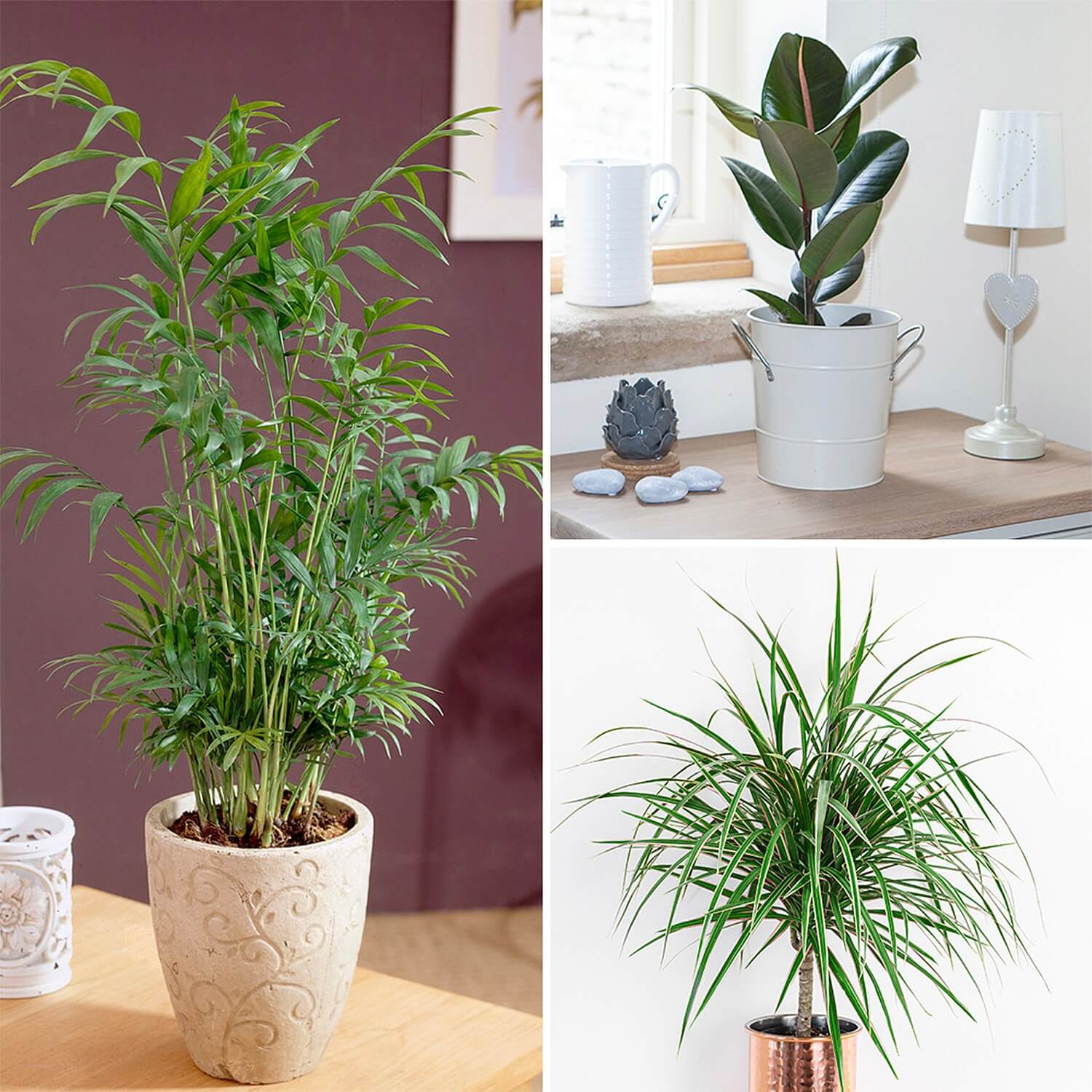 Houseplants Collection of 3