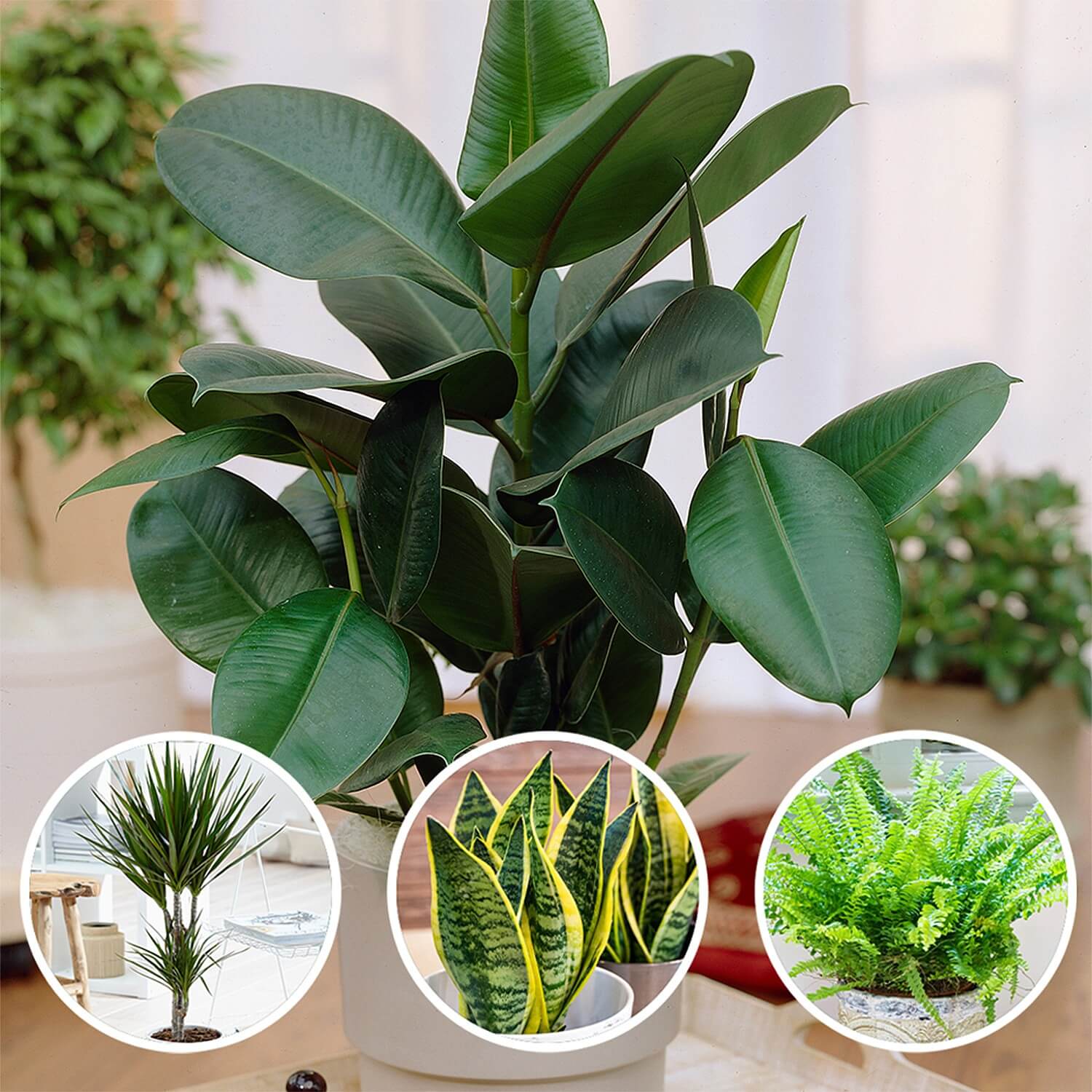 Air Purifying Plant Collection