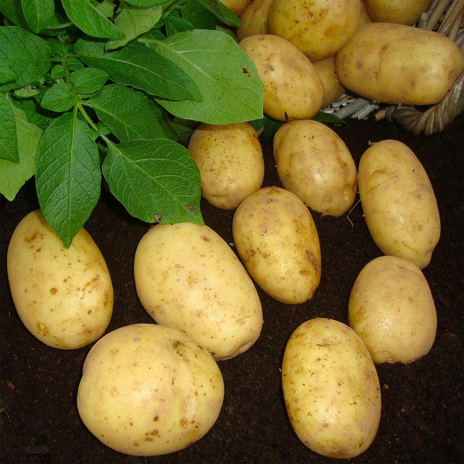 Seed Potato Maris Piper (Maincrop)
