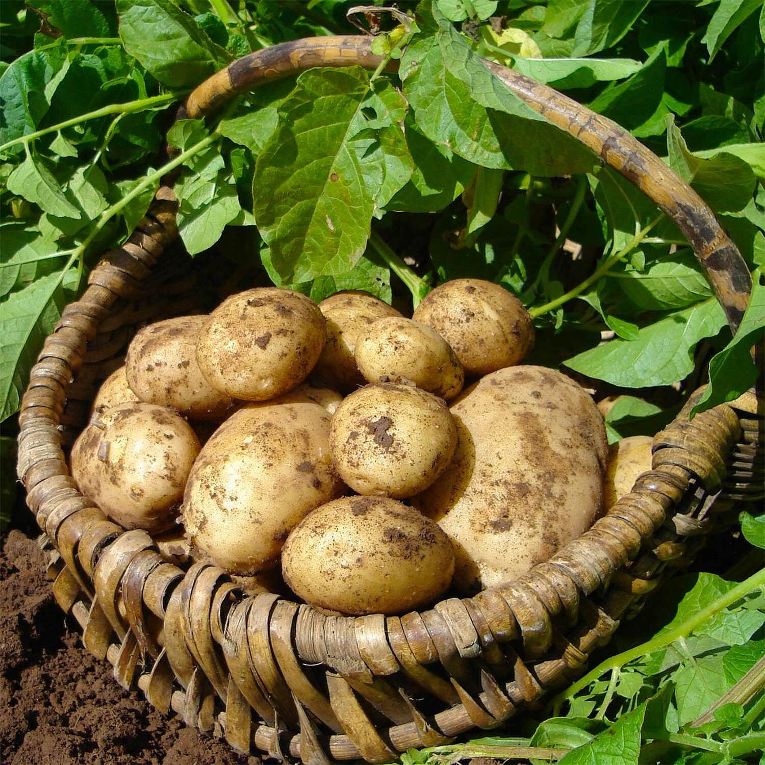 Seed Potato Maris Piper (Maincrop) - 2.5kg