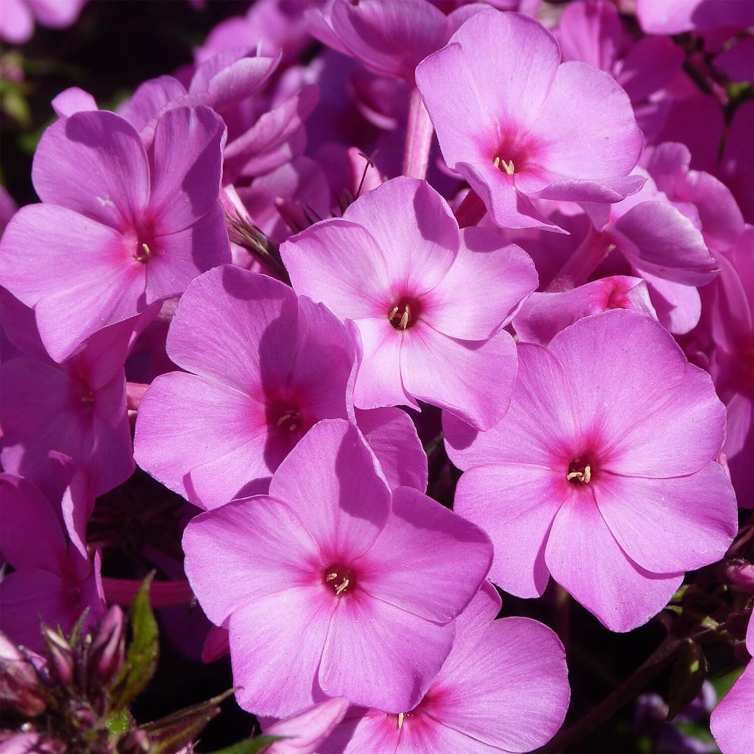 Creeping Phlox Collection (12 x Plug Plants)