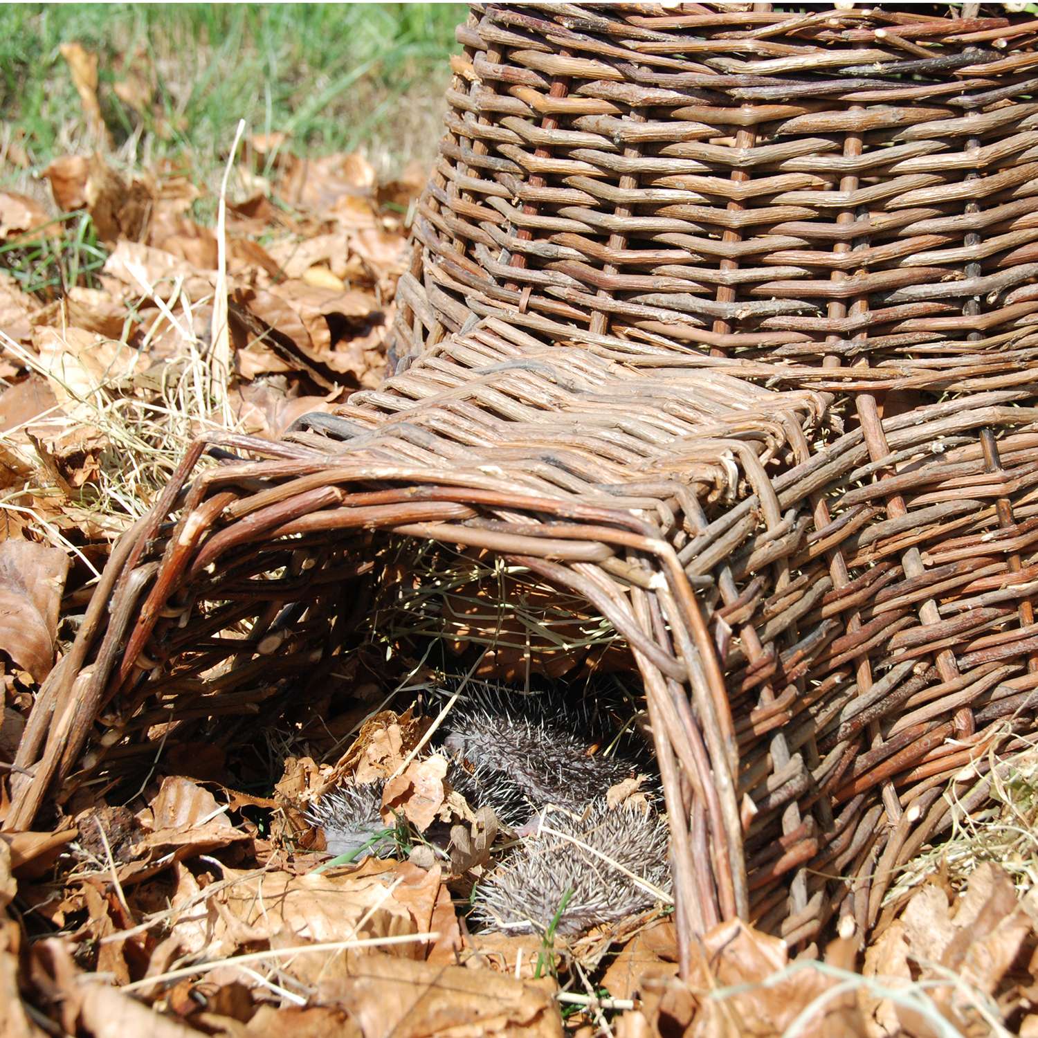 Hedgehog House