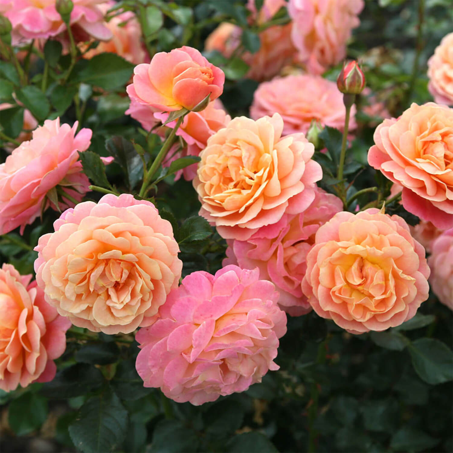 Rose Peach Melba Climbing (3L Potted)