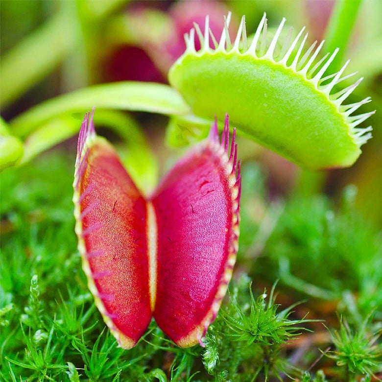 Venus fly clearance trap