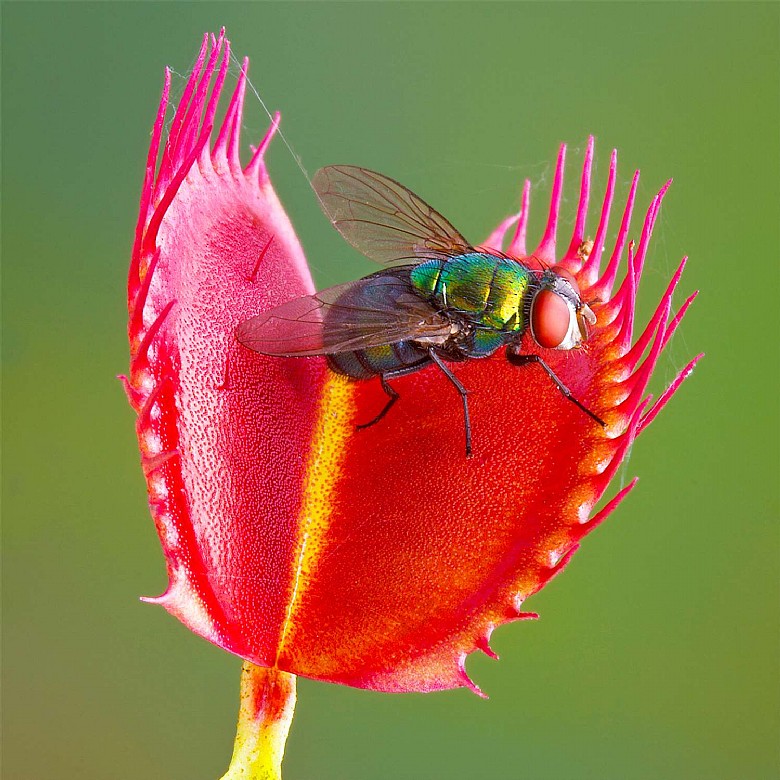 Venus Fly Trap Dionaea Muscipula