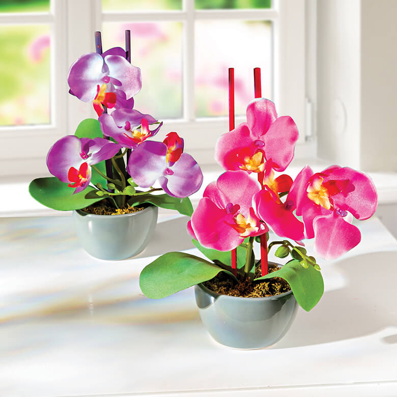 Set of 2 Artificial Orchids in Pot Coopers Of Stortford