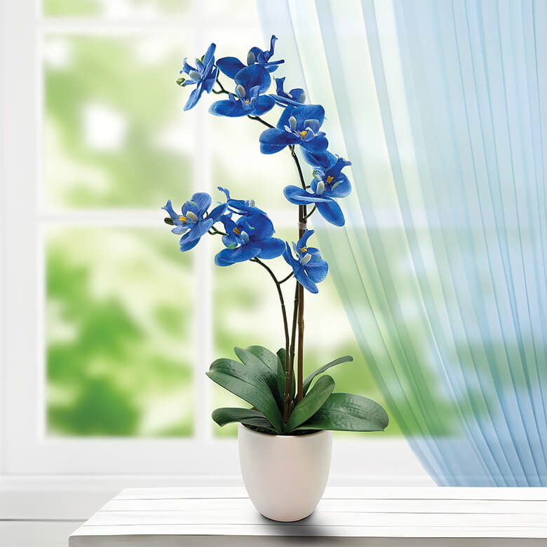 Orchid discount