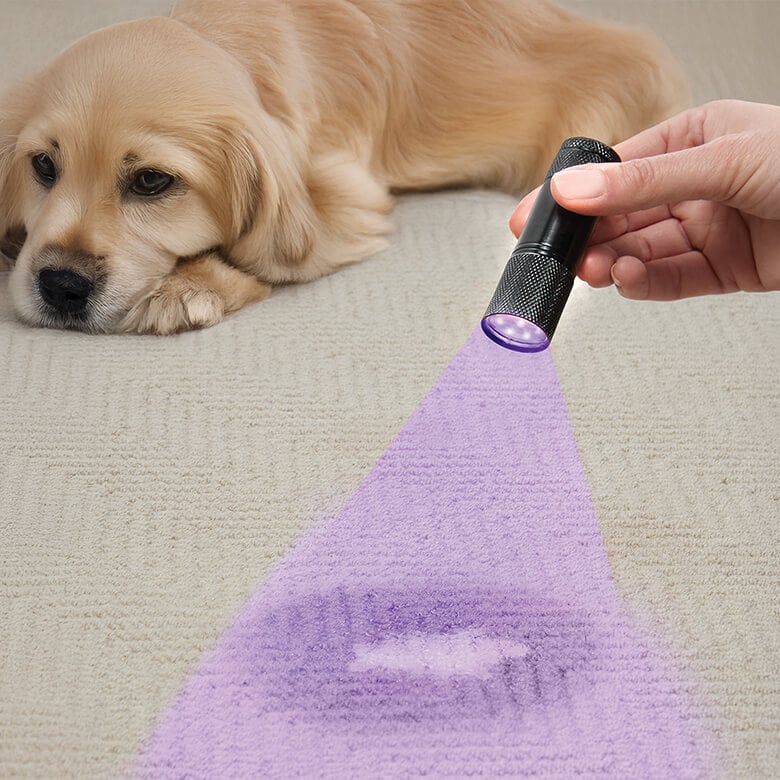 black light flashlight for pet urine ESCO LITE 2 Packs Flashlight, 12LED 395nm UV Handheld Black Light Mini Flashlight, Dogs Detector Dry Urine Stains, Bed Bugs, Scorpions : Supplies cure resin Black Light Cat Urine Stains