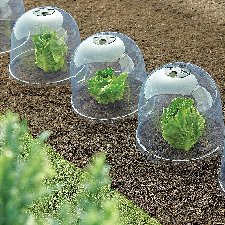 Set of 6 Cloche Plant Covers In Stock Now By Coopers