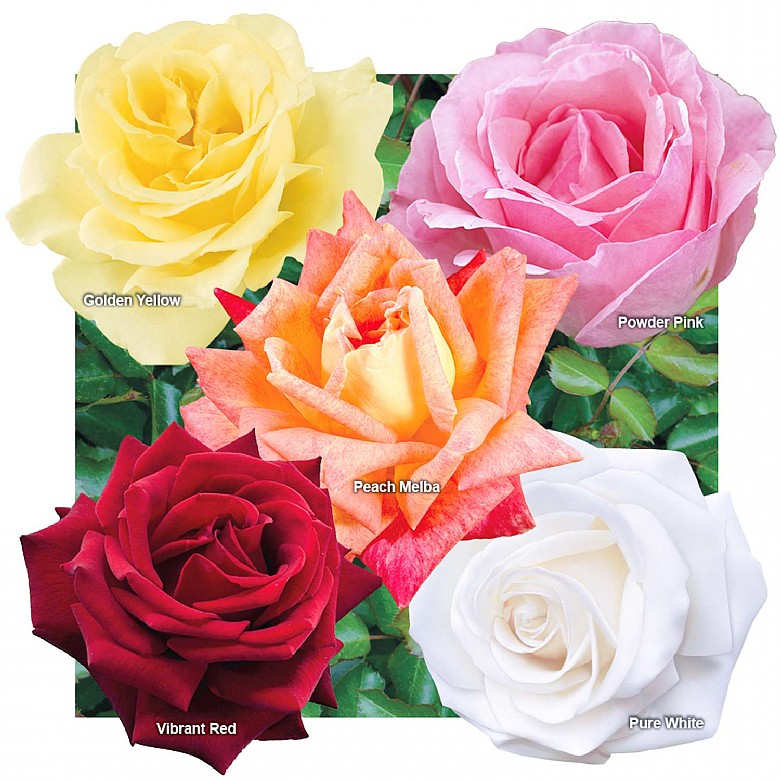 Hybrid Tea Rose Bush Collection Planting Growing Coopers Of Stortford