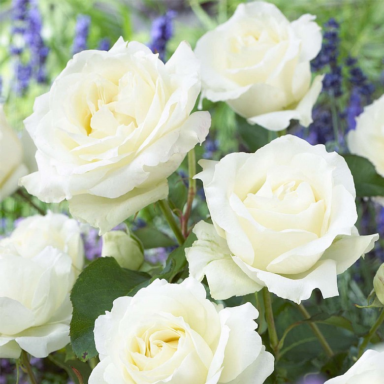 Hybrid Tea Rose Bush Collection Planting Growing Coopers Of Stortford