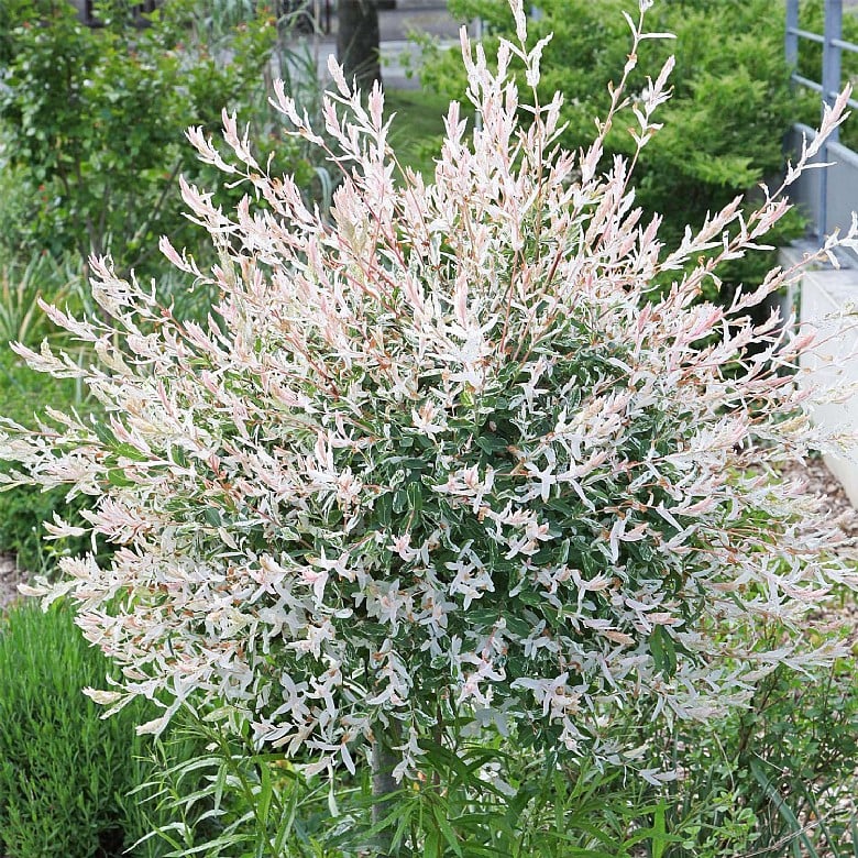 Flamingo Willow Salix Hakuro Nishiki 80 90cm 3l Pot Planting Growing Coopers Of Stortford