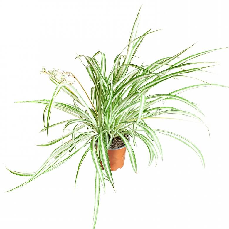 Spider clearance plant variegated