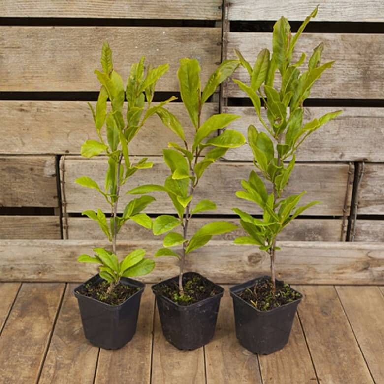 Magnolia in a pot deals