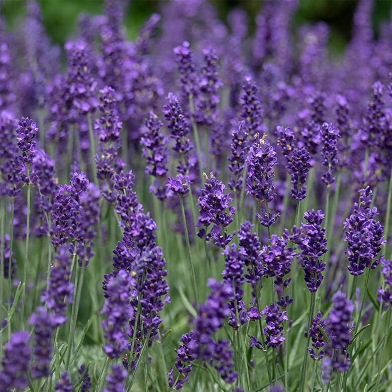 Hedging Lavender Hidcote 10 x 9cm Pots