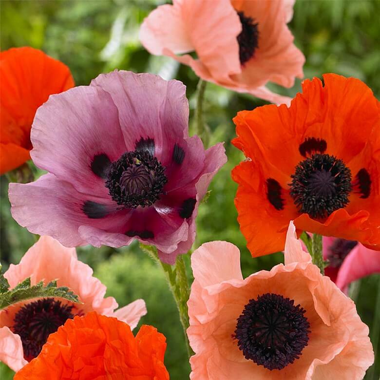 Oriental Poppy Collection x 5 Bare Roots Coopers Of Stortford