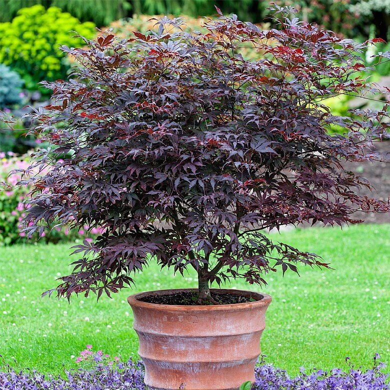 Acer on sale in pot
