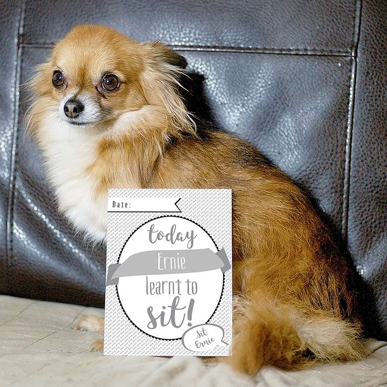 Personalised puppy sales