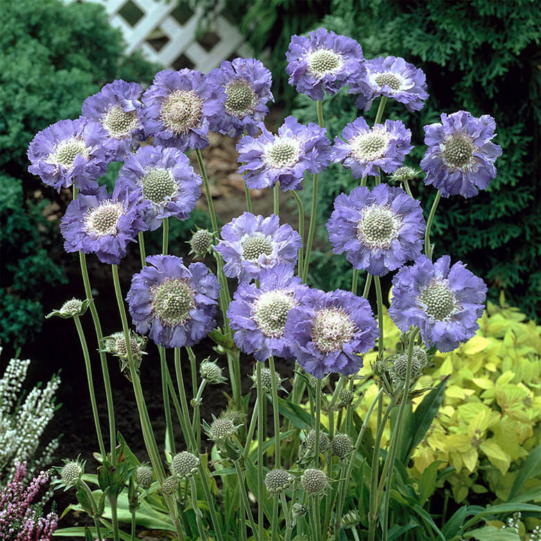 Scabiosa caucasica deals