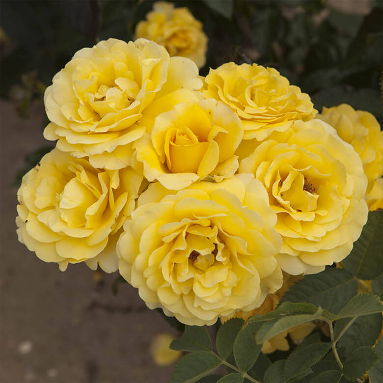 Rose store golden wedding