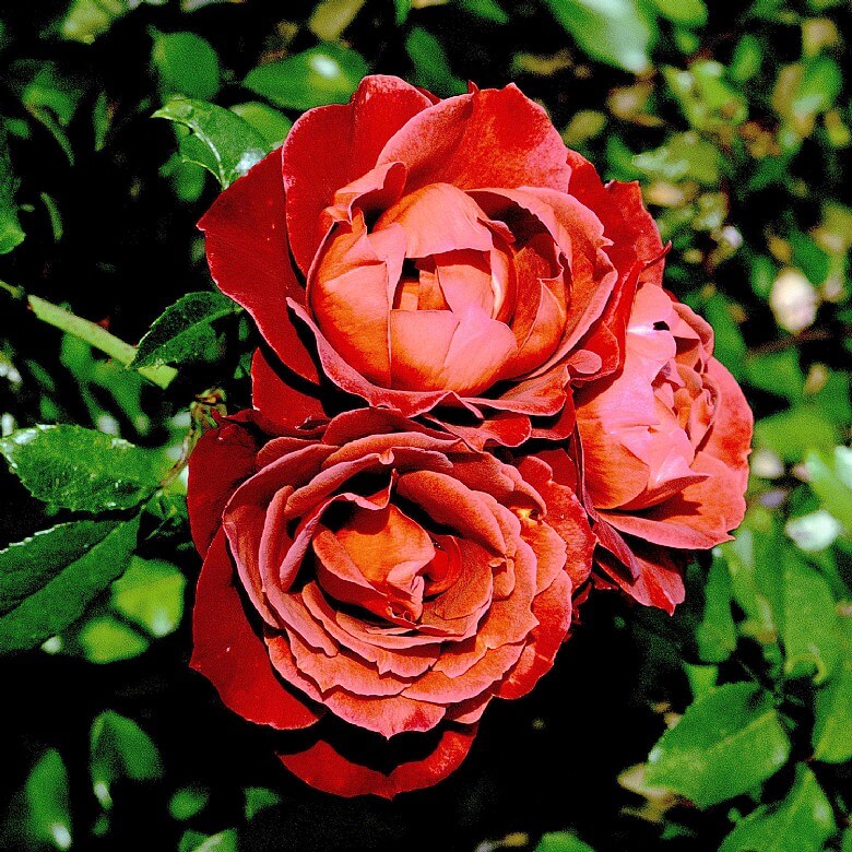 Hot roses discount