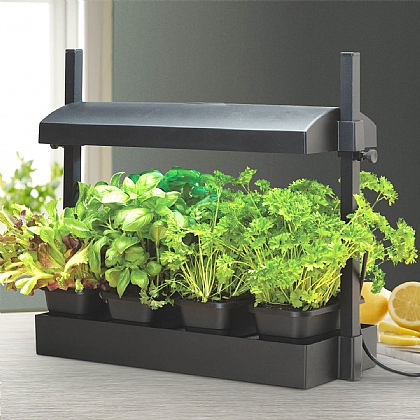 Grow Light Garden