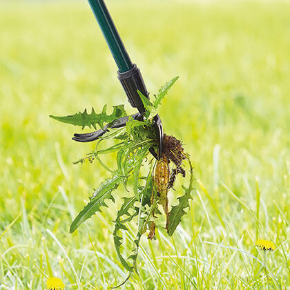 How do I get rid of weeds fast