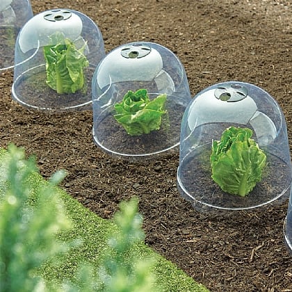 Set of 6 Cloche Plant Covers