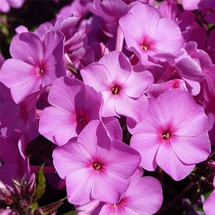 June Garden Must-haves!