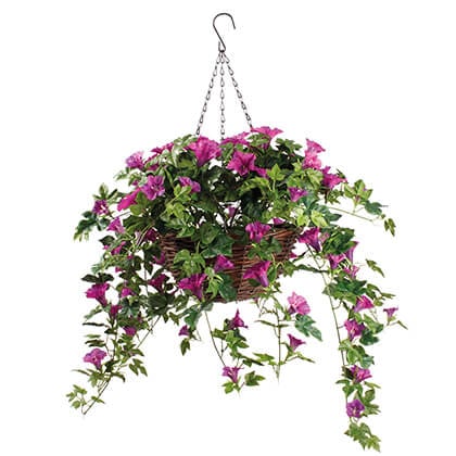 Petunia Hanging Basket